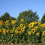 Sunflowers 02 by CD-STOCK