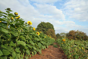 Sunflowers Path by CD-STOCK by CD-STOCK