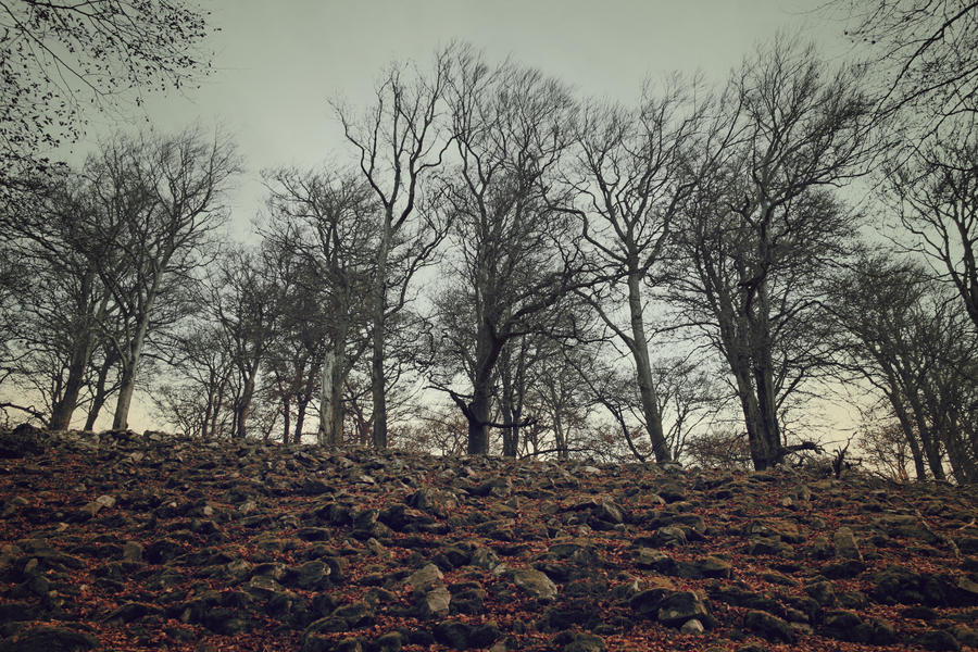 November Forest by CD-STOCK by CD-STOCK November Forest by CD-STOCK by CD-STOCK