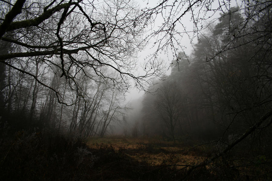 Foggy Woods by CD-STOCK by CD-STOCK