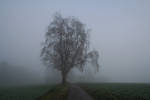 Tree in the Fog by CD-STOCK by CD-STOCK