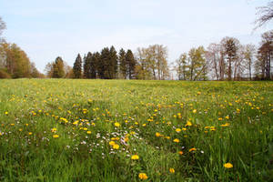 Spring Meadow 01 by CD-STOCK by CD-STOCK