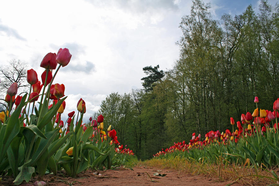 Tulips Path 07 by CD-STOCK by CD-STOCK Tulips Path 07 by CD-STOCK by CD-STOCK