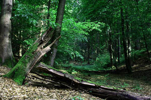 Green Forest 01 by CD-STOCK by CD-STOCK