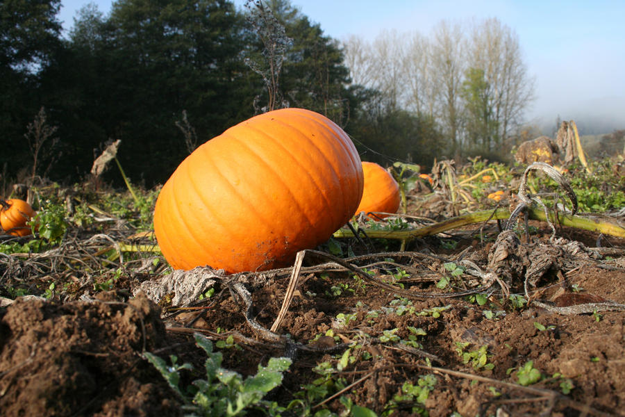 Pumpkin Field CD-STOCK by CD-STOCK