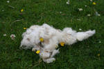 Sheep Wool CD-STOCK by CD-STOCK