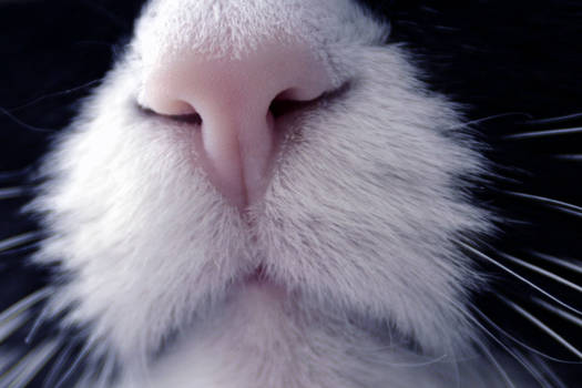 my cat nose