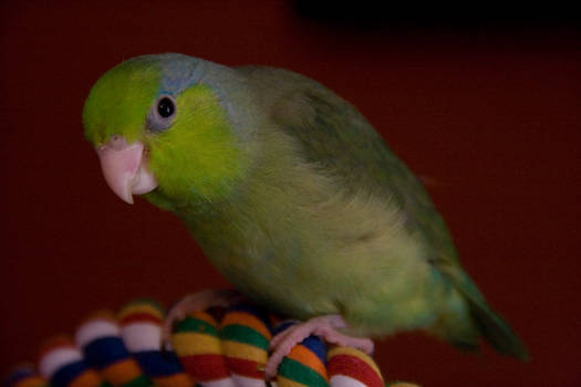 Pacific Parrotlet