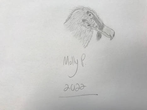 Bearded vulture (head)