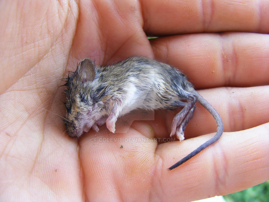 Dead mice by CDLevit on DeviantArt