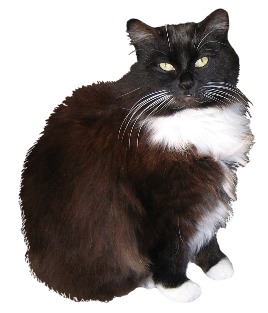 Tuxedo Cat STOCK PNG by venicet on DeviantArt