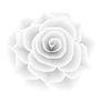 White Rose STOCK