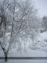 Snow Tree