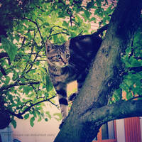 My cat in a tree