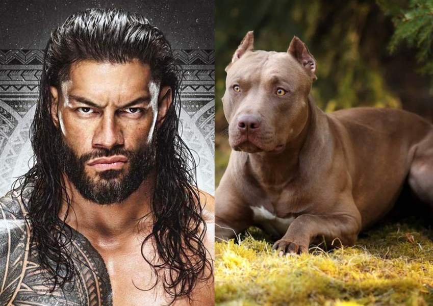 Roman pitbull deals