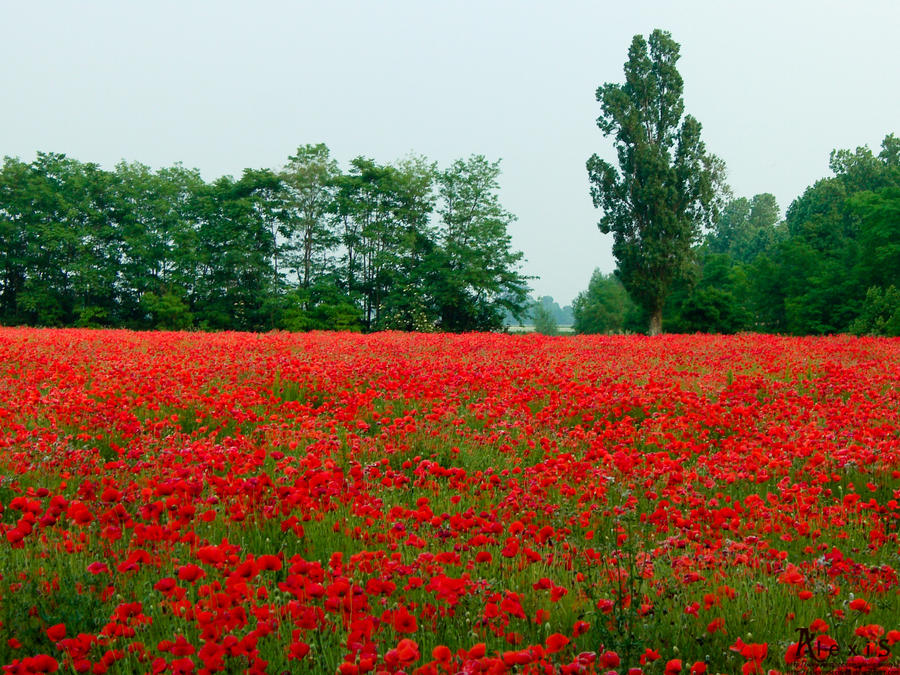 Poppy Field in Giverny