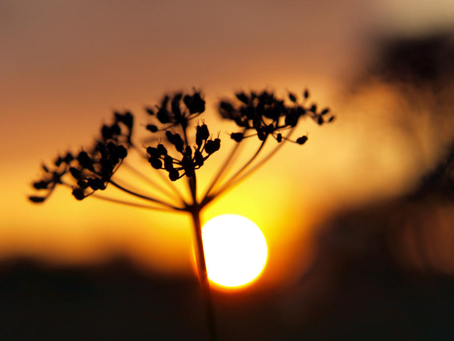 Afer ventus by NemesisInRed on DeviantArt