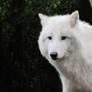 Arctic Wolf 1