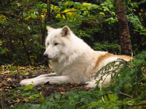 Arctic Wolf 3