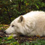 Arctic Wolf 4