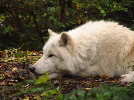 Arctic Wolf 6