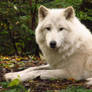 Arctic Wolf 7