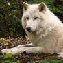 Arctic Wolf 8