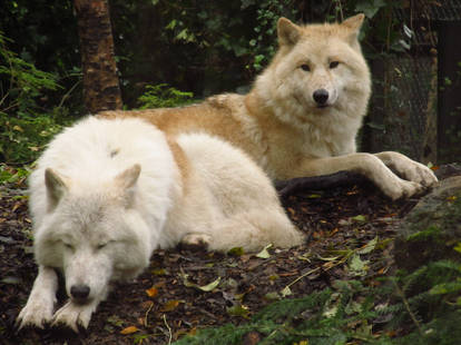 Arctic Wolves 2
