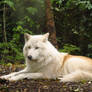 Arctic Wolf 10