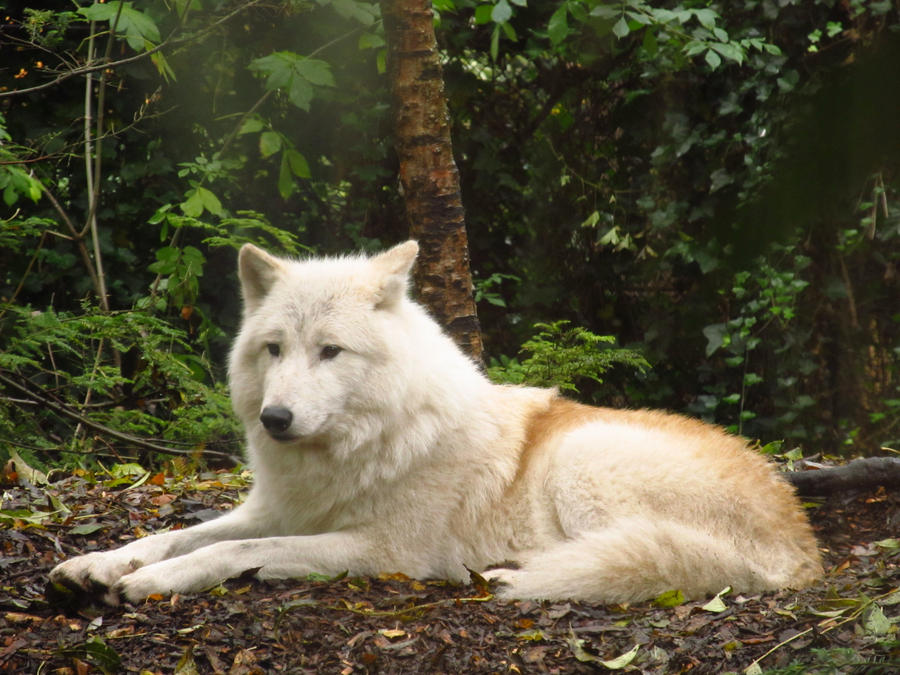 Arctic Wolf 10