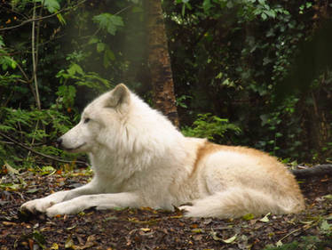 Arctic Wolf 11
