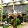 Griffon Vulture - Wings Stock