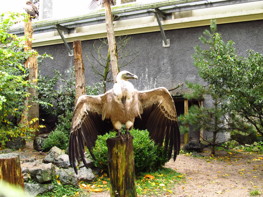 Griffon Vulture - Wings Stock