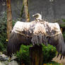 Griffon Vulture - Wings Stock2