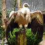 Griffon Vulture - Wings Stock4