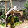 Griffon Vulture - Wings Stock5