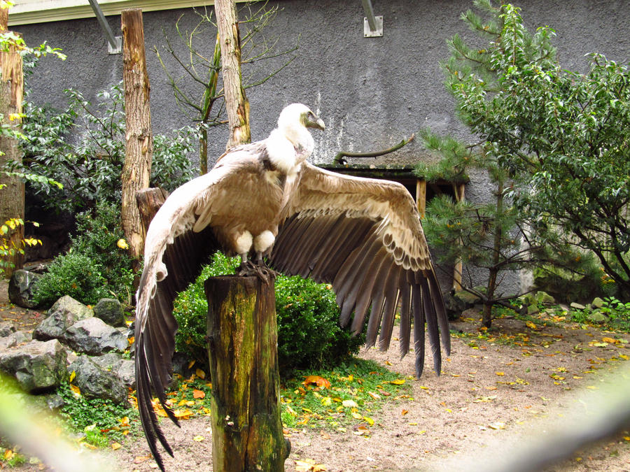 Griffon Vulture - Wings Stock5