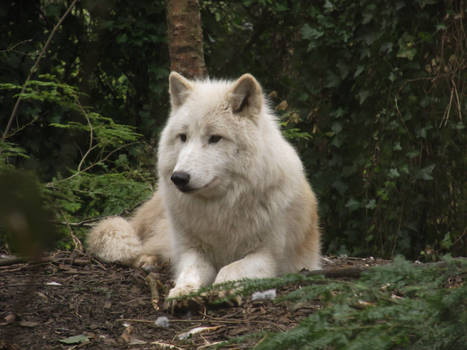 Arctic Wolf 16