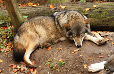 European Wolf 6