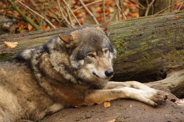 European Wolf 7