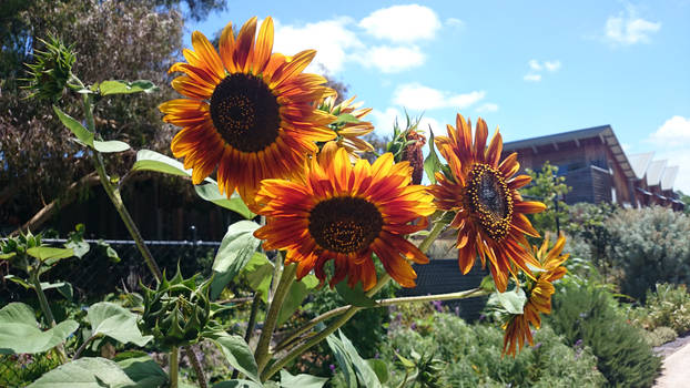 Sunflowers