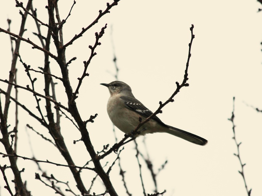 Bird in Hurricane