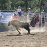 Bull Riding