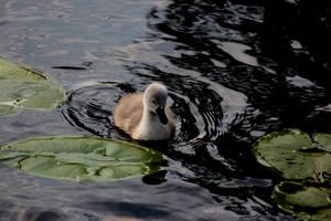 young swan by harlia