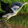 Heron on the run