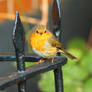 friendly robin