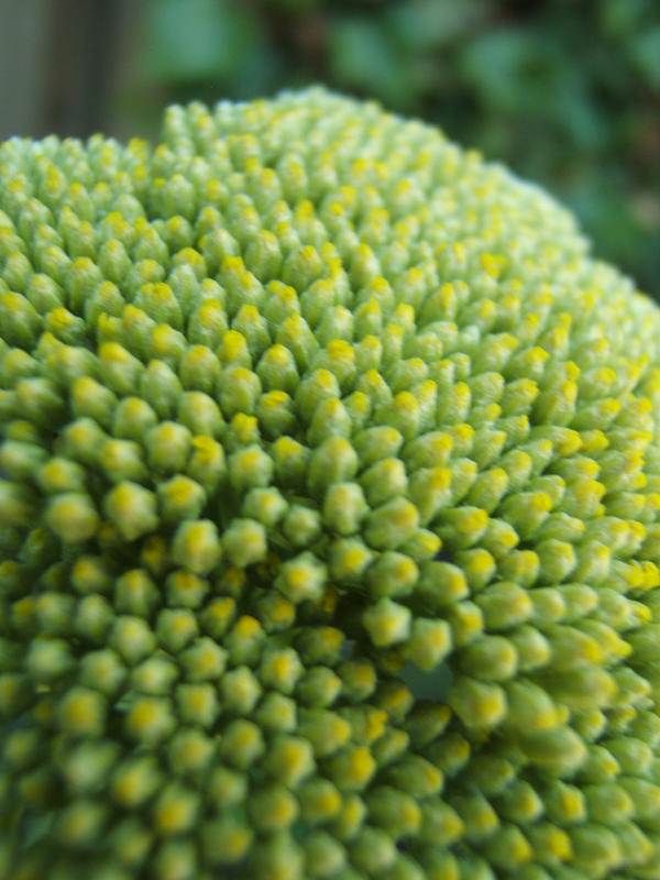 flowerbuds