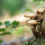 Mushrooms and Forest