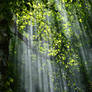 Sunbeams and Beautiful Forest