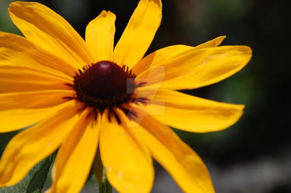 08 random flower by crystal-biyu on DeviantArt